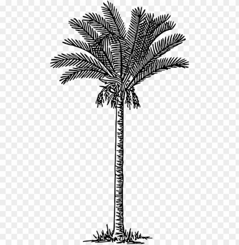 alm trees date palm plants drawing - date palm drawi PNG transparent photos mega collection