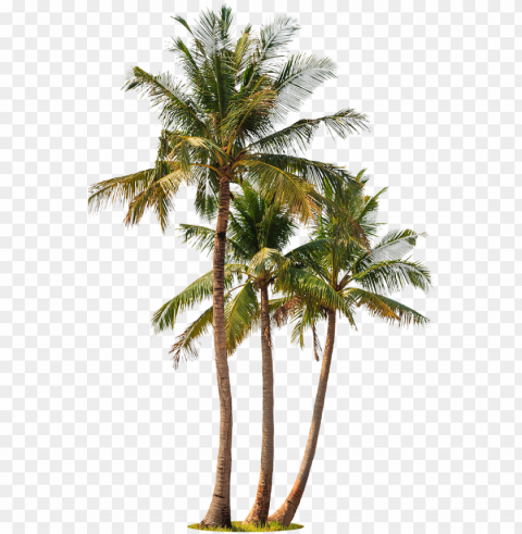 alm trees white background PNG no watermark