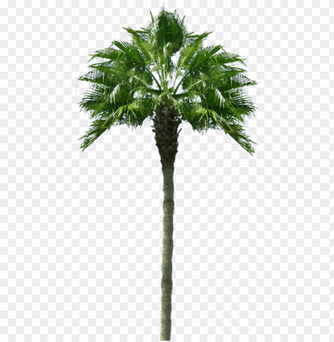 almera tropical - palmeras para photosho PNG transparent images mega collection