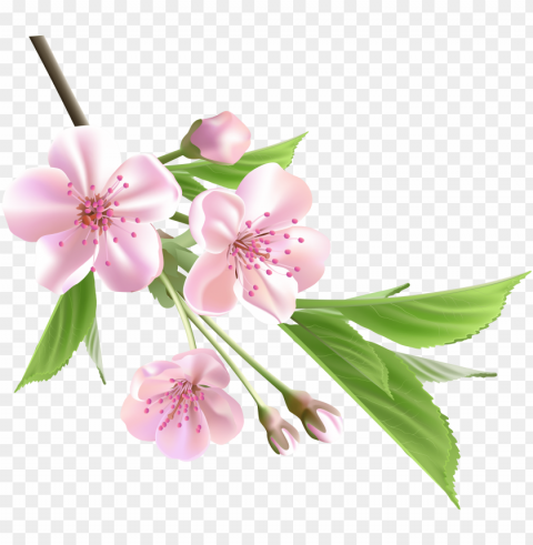 almond blossom watercolor - spring flower PNG images with no royalties