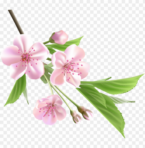 Almond Blossom Watercolor - Spring Flower PNG Images With No Royalties