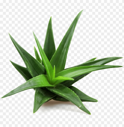 aloe infusion - aloe vera plant Free PNG images with clear backdrop