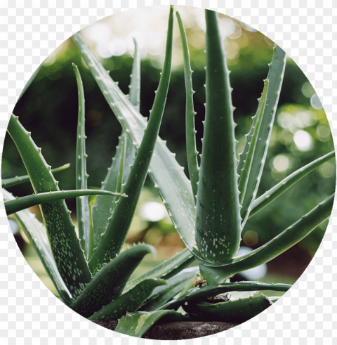 aloe vera - aloe vera plant PNG transparency PNG transparent with Clear Background ID 30c59246
