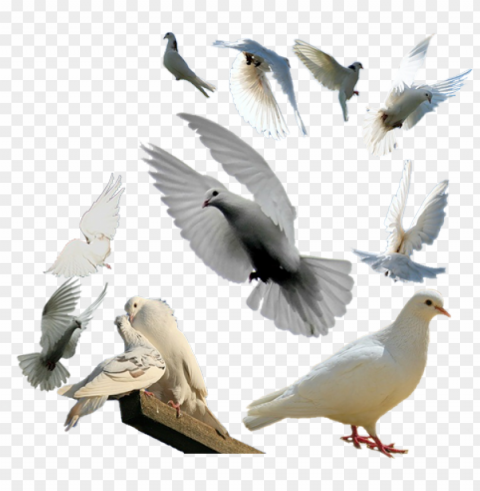 alomas vector paloma volando - pigeon group Clear Background Isolated PNG Icon