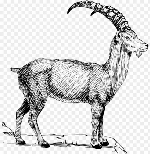 alpine goat alpine ibex sheep caprinae mountain goat - wild goat clip art Transparent Background PNG Isolated Icon