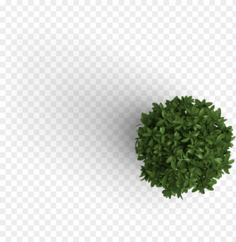 already have an account log in - plant top view Transparent PNG images extensive variety PNG transparent with Clear Background ID eb372b53