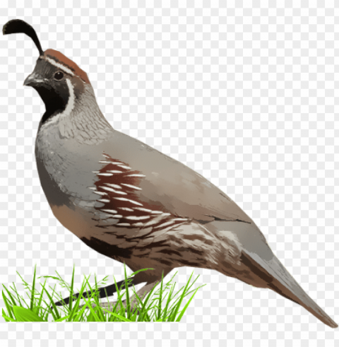 ambel's quail - quail Isolated Element with Clear Background PNG PNG transparent with Clear Background ID 2d940eb0
