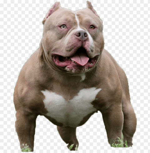 american bully pitbull PNG files with no royalties PNG transparent with Clear Background ID e3f2b792