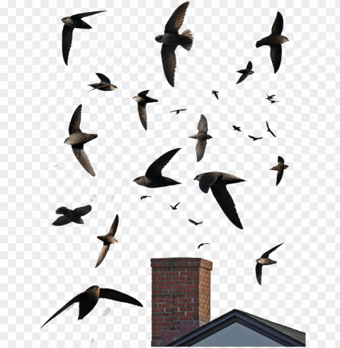 american needletailchaetura - chimney swift PNG clipart