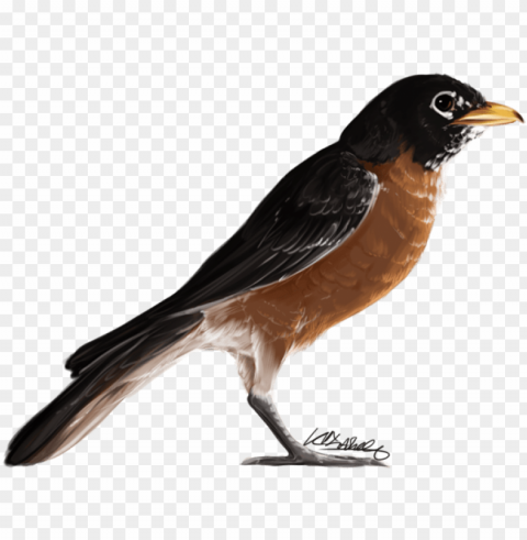 american robin bird Isolated Artwork in HighResolution PNG