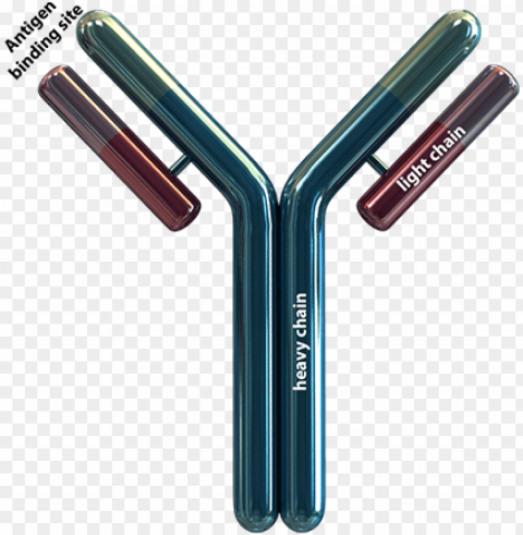 an antibody is roughly shaped as a y consisting - antibody PNG pictures without background