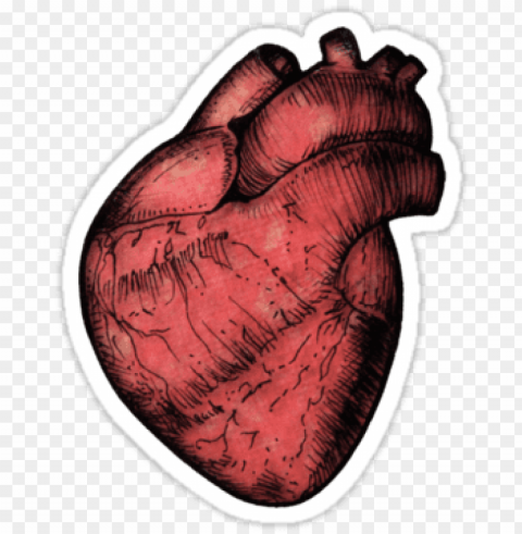 Anatomic Heart Tumblr Clear Background Isolation In PNG Format