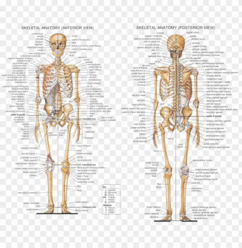 anatomy axial skeleton - human skeleton all bones labeled PNG transparent graphics comprehensive assortment