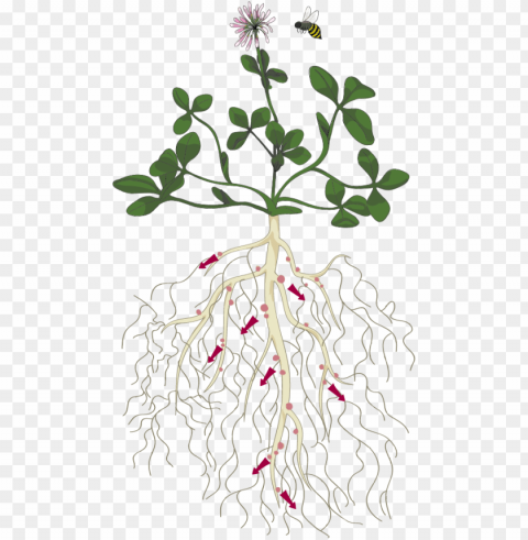anatomy of a fixation plant - clover plant root Isolated PNG Object with Clear Background
