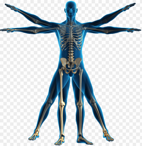 andrew elkwood and matthew kaufman will be presenting - human body High-resolution transparent PNG images variety