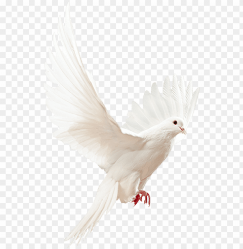angel doves Isolated Artwork on HighQuality Transparent PNG