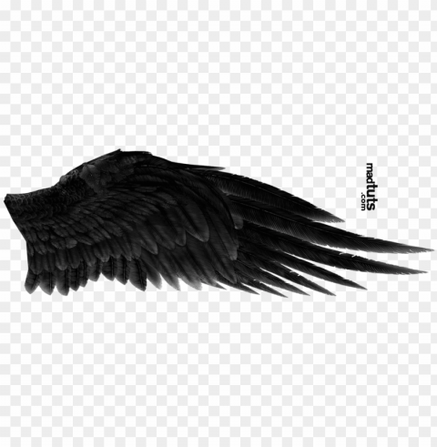 angel wing - black angel wings Clear PNG pictures broad bulk