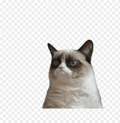angry cat picture - grumpy cat face HighResolution Transparent PNG Isolated Item