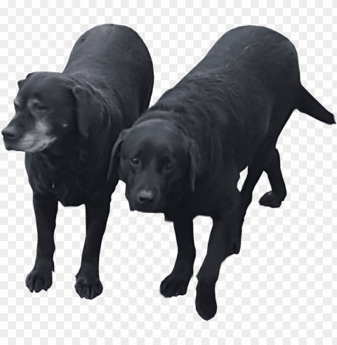 angry dog transparent bg by qubodup on deviantart - black lab on transparent Clear Background Isolated PNG Icon