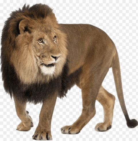 angry lion images - image lion hd Isolated Subject in HighQuality Transparent PNG