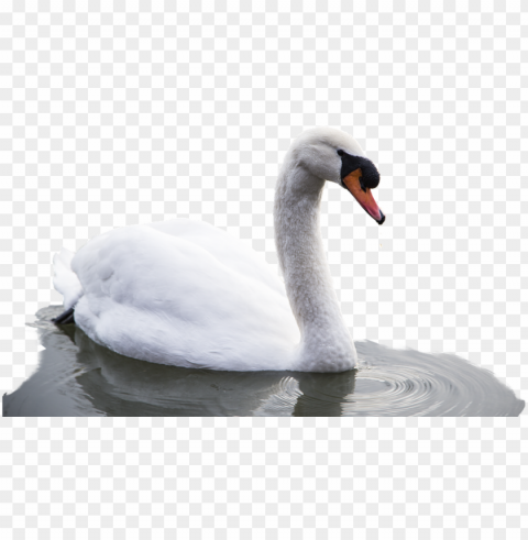 Animal Bird Swan Water Nature White Swim - Cygnini Isolated PNG Item In HighResolution