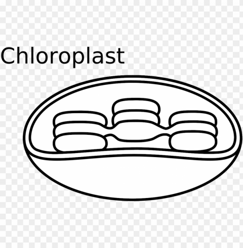 animal cell diagram unlabeled - chloroplast black and white Isolated Graphic on HighQuality Transparent PNG