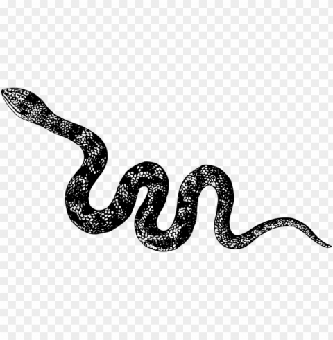 Animal Cobra Nature Reptile Snake Venomous - Snake Black And White Isolated Element In HighResolution Transparent PNG