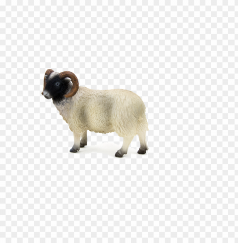 animal planet black faced sheep ram Isolated Item in HighQuality Transparent PNG