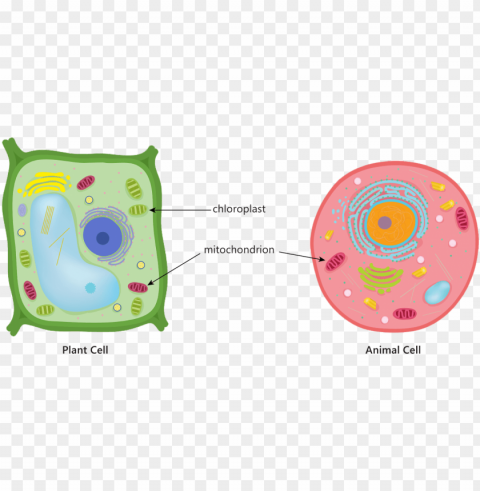 animal plant cell mitochondria chloroplast respiration - animal cell diagram centrioles PNG for design