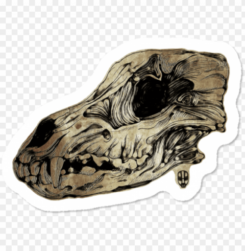 Animal Skull Ii 3 - Illustratio Isolated Subject In Transparent PNG Format