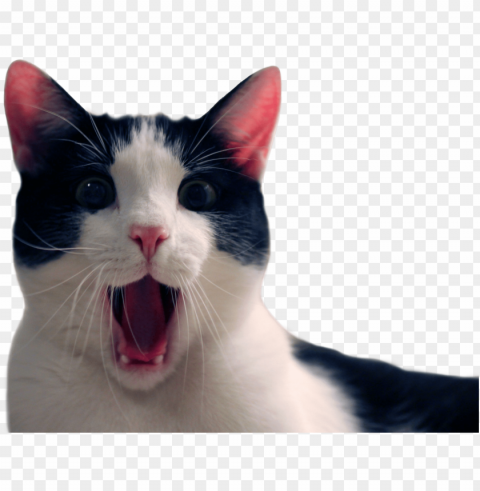 animalcat - funny cat transparent background Free PNG images with alpha transparency