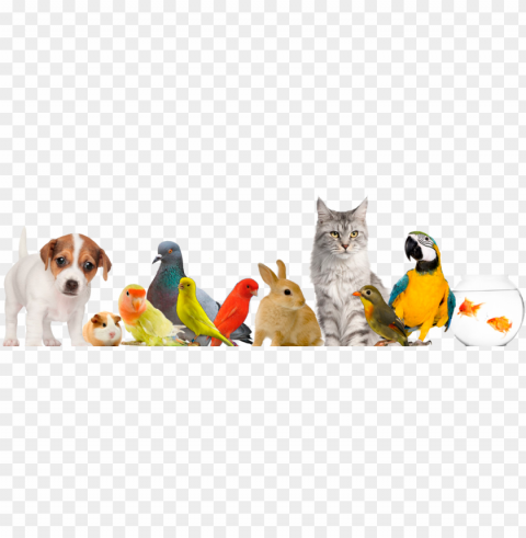 Animales Domesticos - Fondo Animales Domesticos PNG Image Isolated On Clear Backdrop