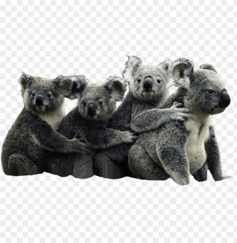 animalkoalas - koala transparent background PNG images free
