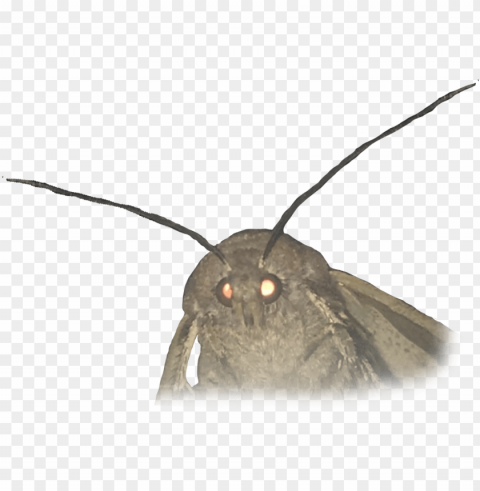 animalmoth - moth meme white background High-quality transparent PNG images
