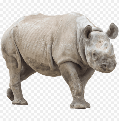 animalrhino - rhino with no High-resolution PNG images with transparent background