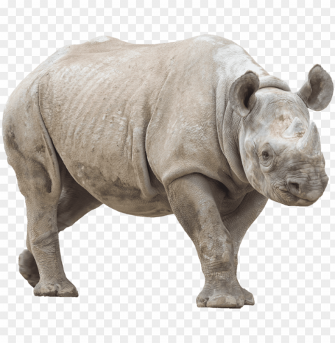 Animalrhino - Rhino With No High-resolution PNG Images With Transparent Background