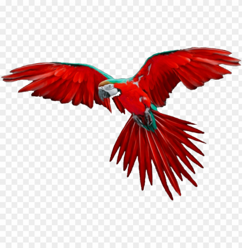 Red Macaw in Flight Transparent Background PNG Isolation