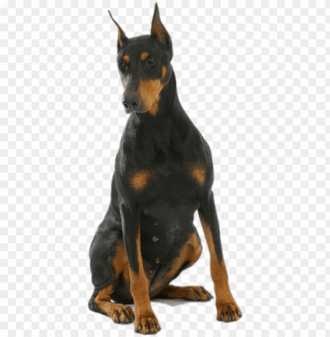 animals - dobermans - doberman PNG Image with Transparent Isolation PNG transparent with Clear Background ID 45f3d154