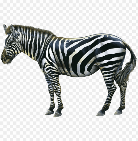 animals images backgrounds free zebras pet birds - avance de marca transfomacion de una idea pequena PNG clear background PNG transparent with Clear Background ID b7ec75ee