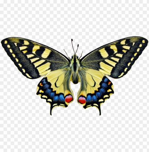 anise swallowtail butterfly meani Isolated Character on HighResolution PNG PNG transparent with Clear Background ID 4e7bb824