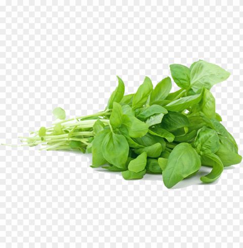  - aniseed flavoured herbs ClearCut Background PNG Isolated Subject
