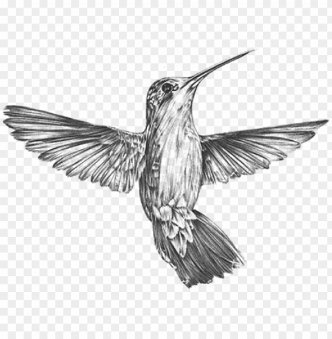 anna's hummingbird vintage art Clean Background Isolated PNG Illustration