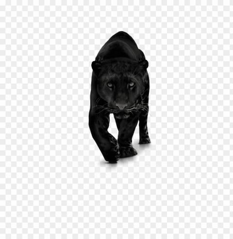 anther transparent photo - panther PNG Image with Isolated Artwork