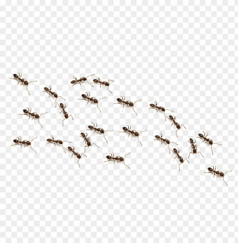 ants PNG files with no backdrop pack