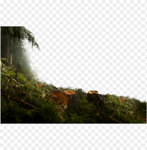 any timber any terrain - jungle overlay Isolated Item with Transparent PNG Background