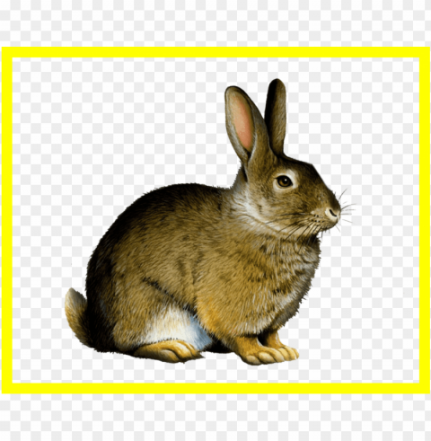 appealing easter bunny rabbit clip art image pict - printable real animal flash cards Isolated Artwork on HighQuality Transparent PNG