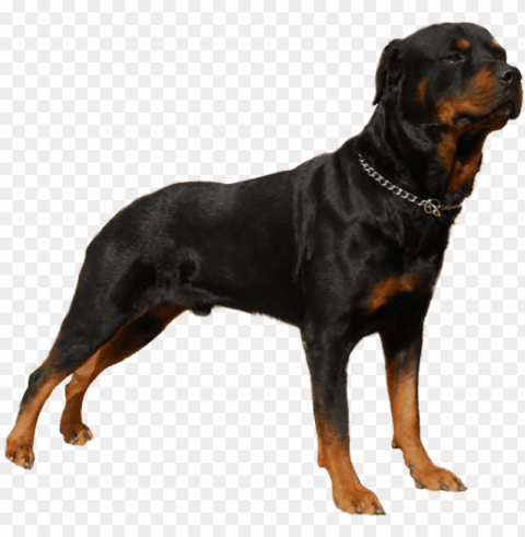 appearance of rottweiler - rottweiler dog PNG Image with Clear Isolation