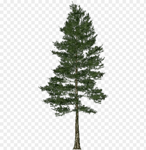 arbol pino High-resolution transparent PNG images variety