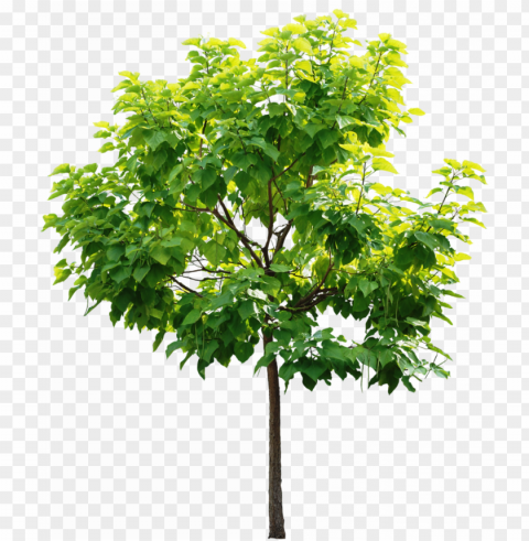arboles y hojas para photoshop arboles - high resolution tree Transparent PNG graphics bulk assortment