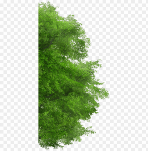 arbre-gauche1 - arboles para photosho PNG with cutout background